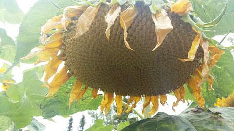 Patti's Greenhouse